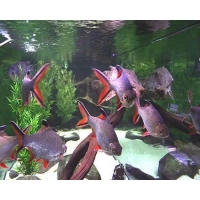 Barbus Schwanefeldi 20cm Barbus Schwanefeldi 20cm